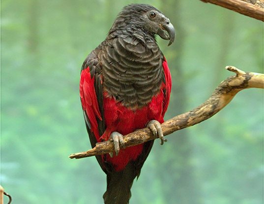 Picture of a pesquet's parrot (Psittrichas fulgidus)
