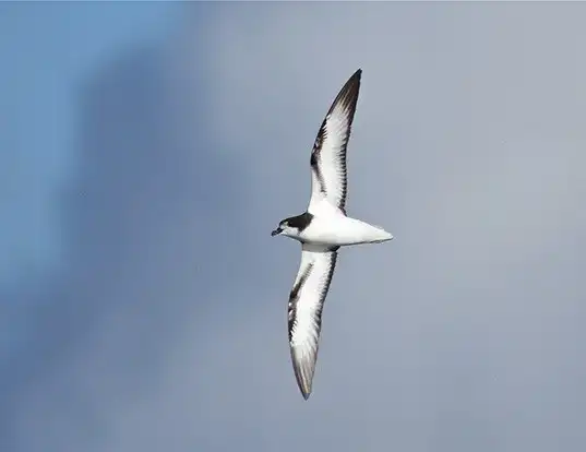 Picture of a white-winged petrel (Pterodroma leucoptera)