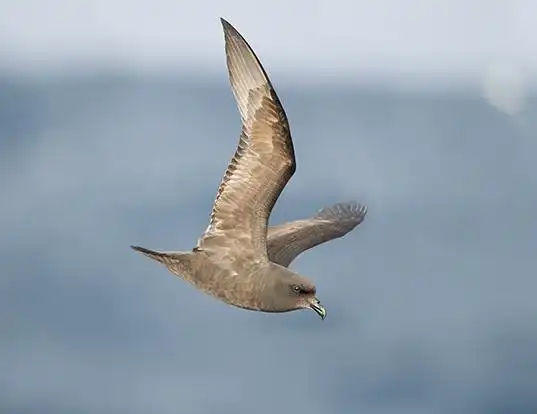 Picture of a great-winged petrel (Pterodroma macroptera)