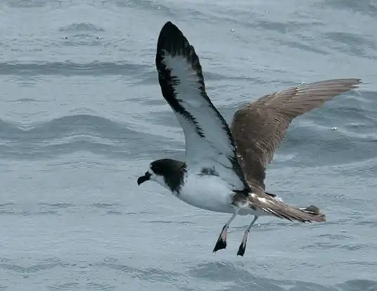 Picture of a galapagos petrel (Pterodroma phaeopygia)