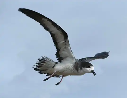 Picture of a hawaiian petrel (Pterodroma sandwichensis)