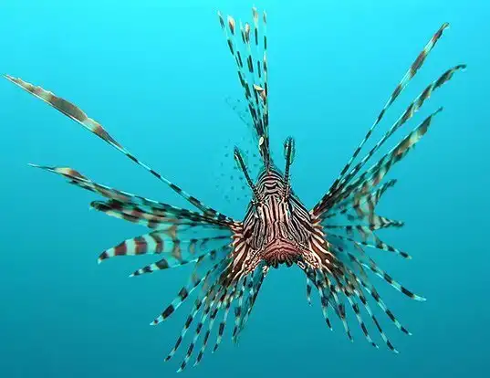 Picture of a red lionfish (Pterois volitans)