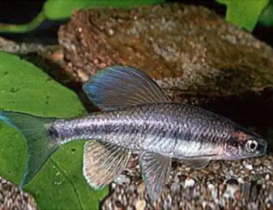 Picture of a bluehead shiner (Pteronotropis hubbsi)