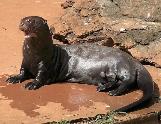 Picture of a giant otter (Pteronura brasiliensis)