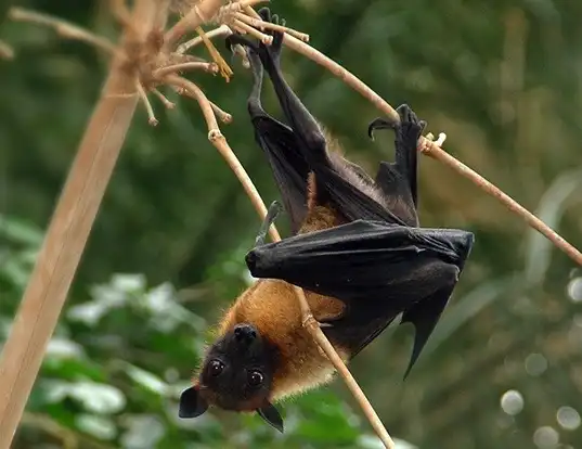Picture of a indian flying fox (Pteropus giganteus)