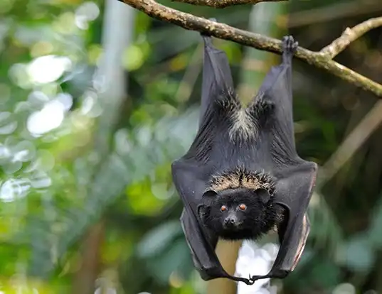 Picture of a comoro black flying fox (Pteropus livingstonii)