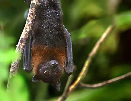 Picture of a lyle's flying fox (Pteropus lylei)