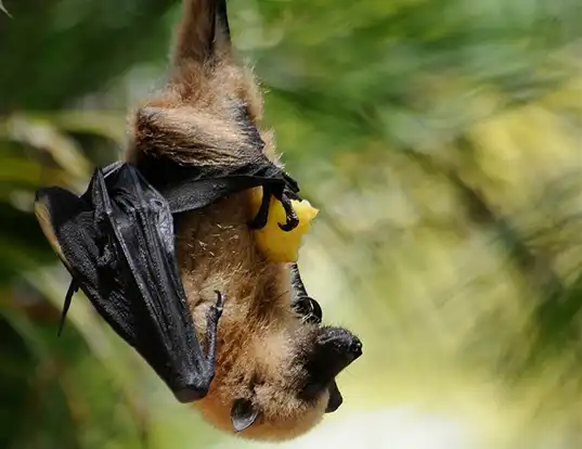 Picture of a greater mascarene flying fox (Pteropus niger)