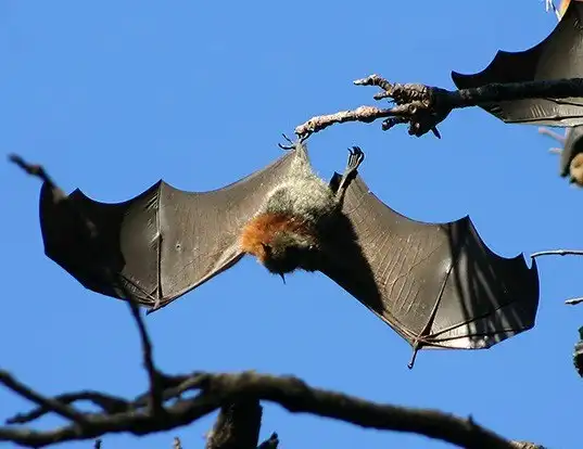 Picture of a gray-headed flying fox (Pteropus poliocephalus)