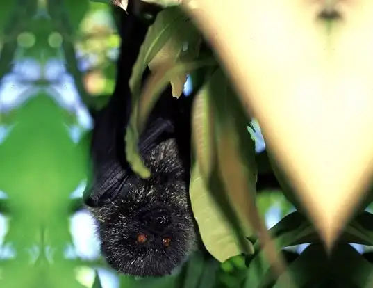 Picture of a bonin flying fox (Pteropus pselaphon)