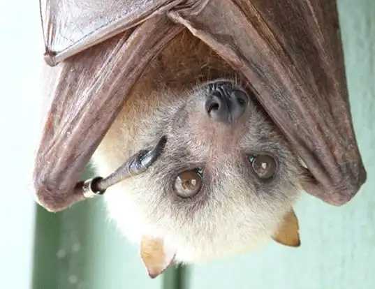 Picture of a little golden-mantled flying fox (Pteropus pumilus)