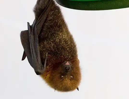 Picture of a rodrigues flying fox (Pteropus rodricensis)