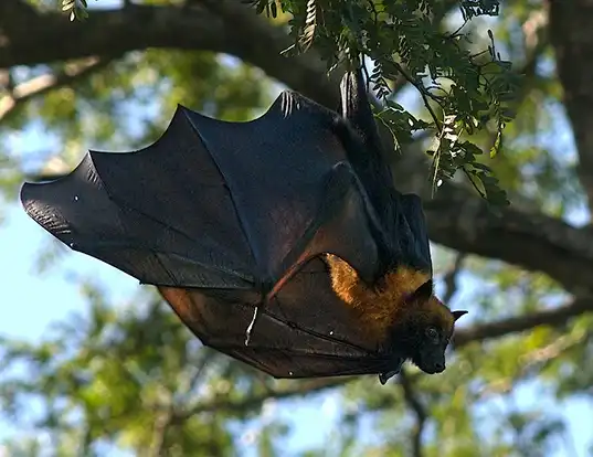 Picture of a madagascan flying fox (Pteropus rufus)