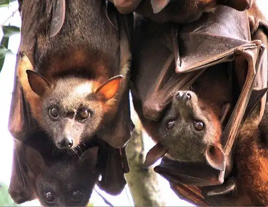 Picture of a little red flying fox (Pteropus scapulatus)