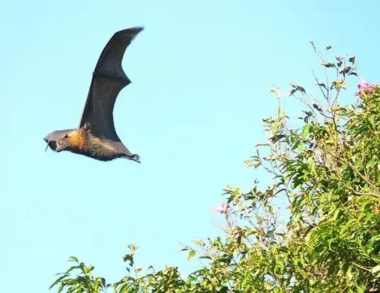 Picture of a large flying fox (Pteropus vampyrus)