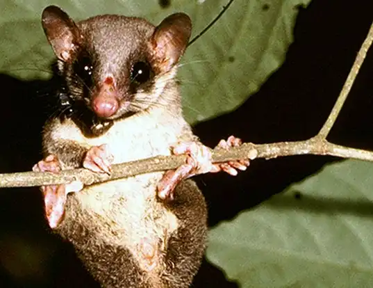 Picture of a pen-tailed treeshrew (Ptilocercus lowii)