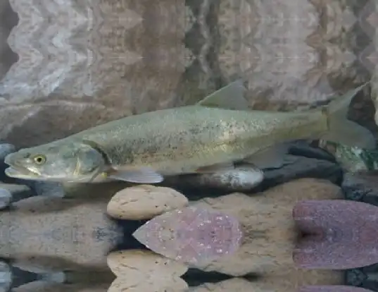 Picture of a colorado pikeminnow (Ptychocheilus lucius)