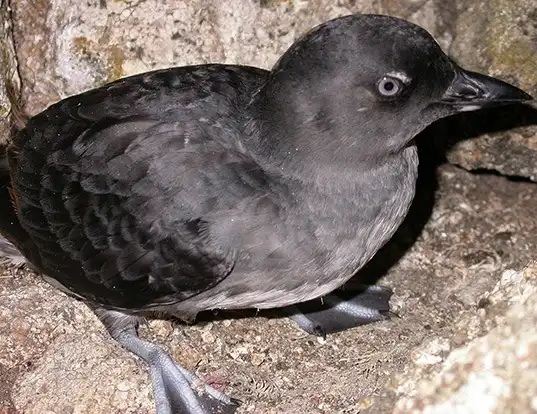 Picture of a cassin's auklet (Ptychoramphus aleuticus)
