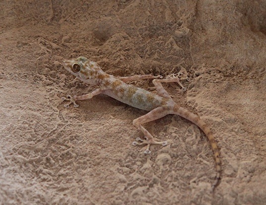 Picture of a yellow fan-fingered gecko (Ptyodactylus hasselquistii)
