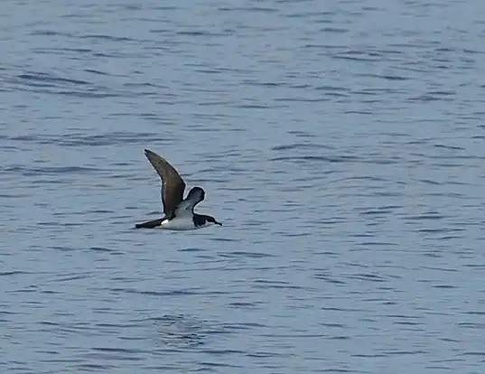 Picture of a townsend's shearwater (Puffinus auricularis)