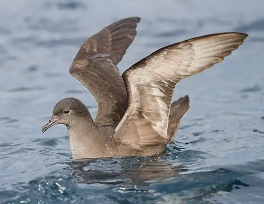 Picture of a manx shearwater (Puffinus puffinus)