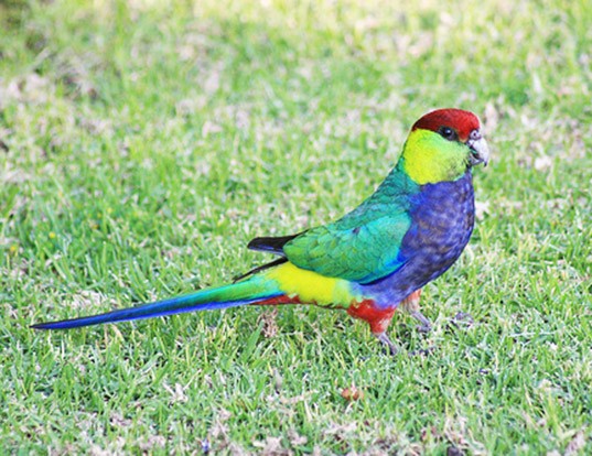 Picture of a red-capped parrot (Purpureicephalus spurius)