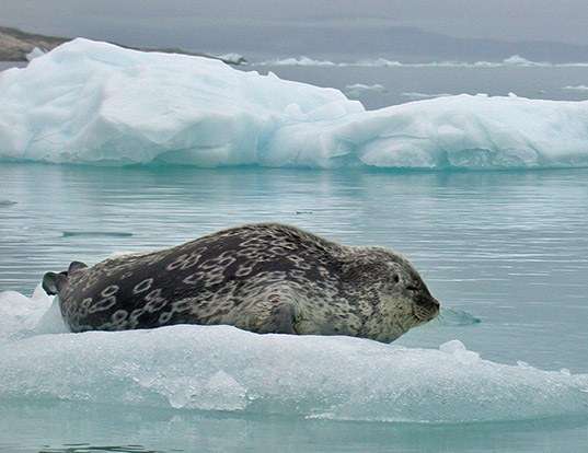 Picture of a ringed seal (Pusa hispida)