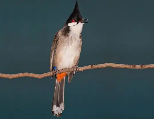 Picture of a red-whiskered bulbul (Pycnonotus jocosus)