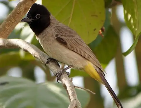 Picture of a white-spectacled bulbul (Pycnonotus xanthopygos)
