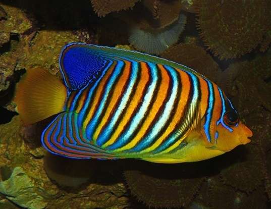 Picture of a royal angelfish (Pygoplites diacanthus)