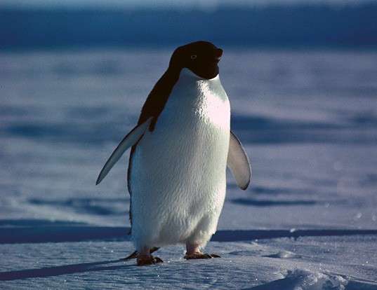 Picture of a adelie penguin (Pygoscelis adeliae)