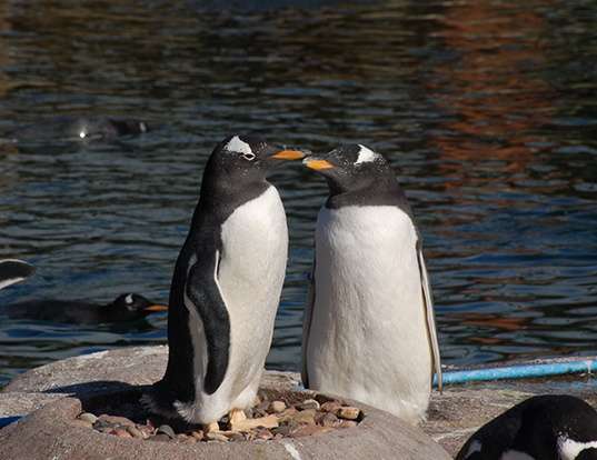 Picture of a gentoo penguin (Pygoscelis papua)