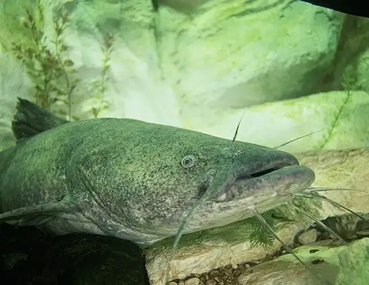 Picture of a flathead catfish (Pylodictis olivaris)