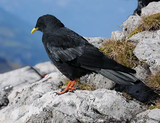 Picture of a yellow-billed chough (Pyrrhocorax graculus)