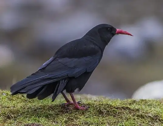 Picture of a red-billed chough (Pyrrhocorax pyrrhocorax)