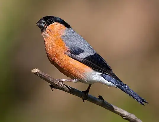 Picture of a eurasian bullfinch (Pyrrhula pyrrhula)