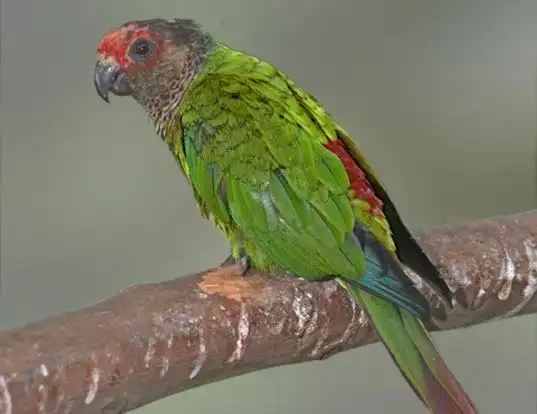 Picture of a white-eared conure (Pyrrhura leucotis)