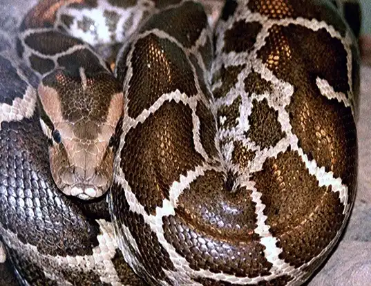 Picture of a indian python (Python molurus molururs)