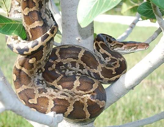 Picture of a burmese python (Python molurus)