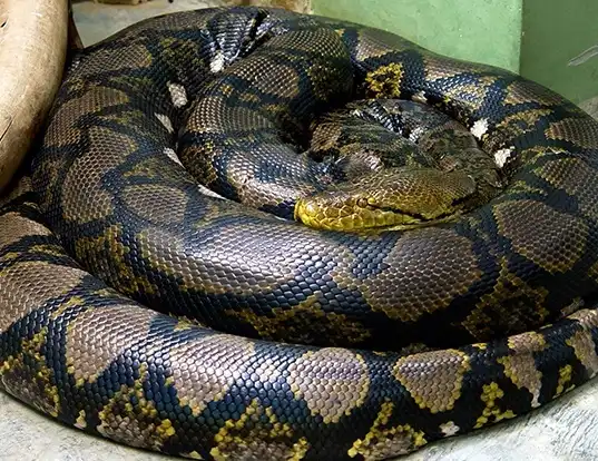 Picture of a reticulate python (Python reticulatus)