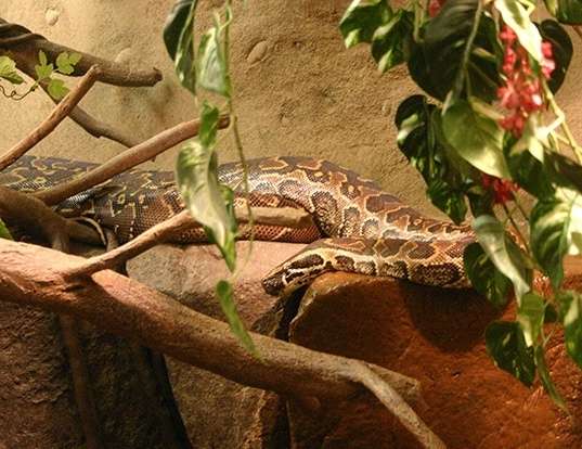Picture of a african rock python (Python sebae)
