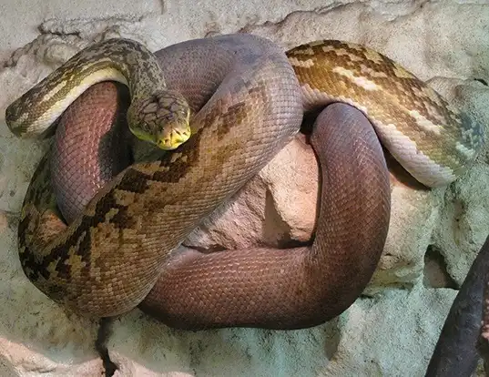 Picture of a timor python (Python timoriensis)