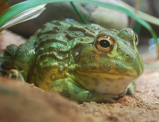 Picture of a african bullfrog (Pyxicephalus adspersus)