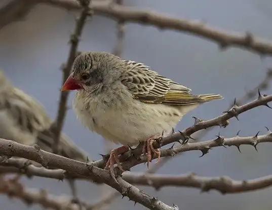 Picture of a red-billed quelea (Quelea quelea)