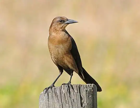 Picture of a boat-tailed grackle (Quiscalus major)