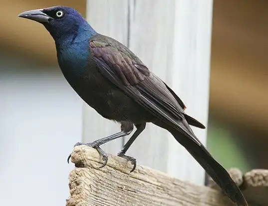 Picture of a grackle (Quiscalus quiscula)