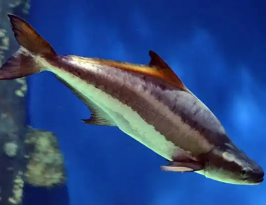 Picture of a cobia (Rachycentron canadum)