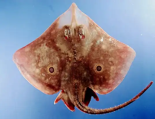 Picture of a roundel skate (Raja texana)
