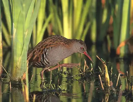 Picture of a western water rail (Rallus aquaticus)