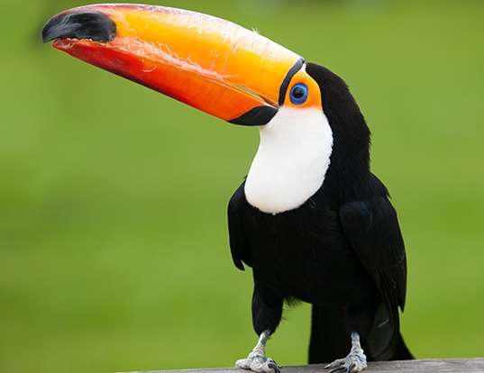 Picture of a toco toucan (Ramphastos toco)